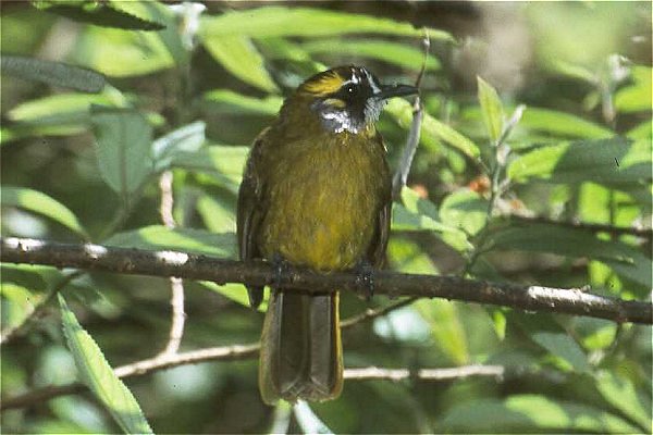 Yellow-eared Bulbul