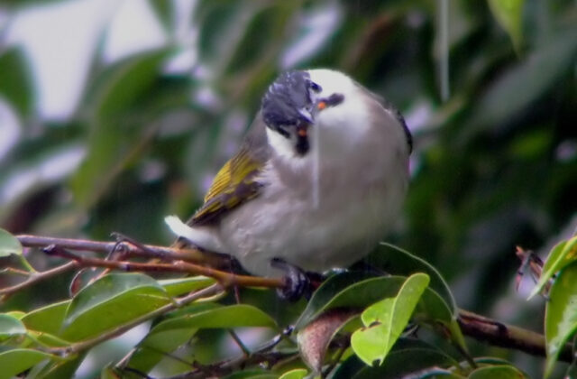 Styan’s Bulbul