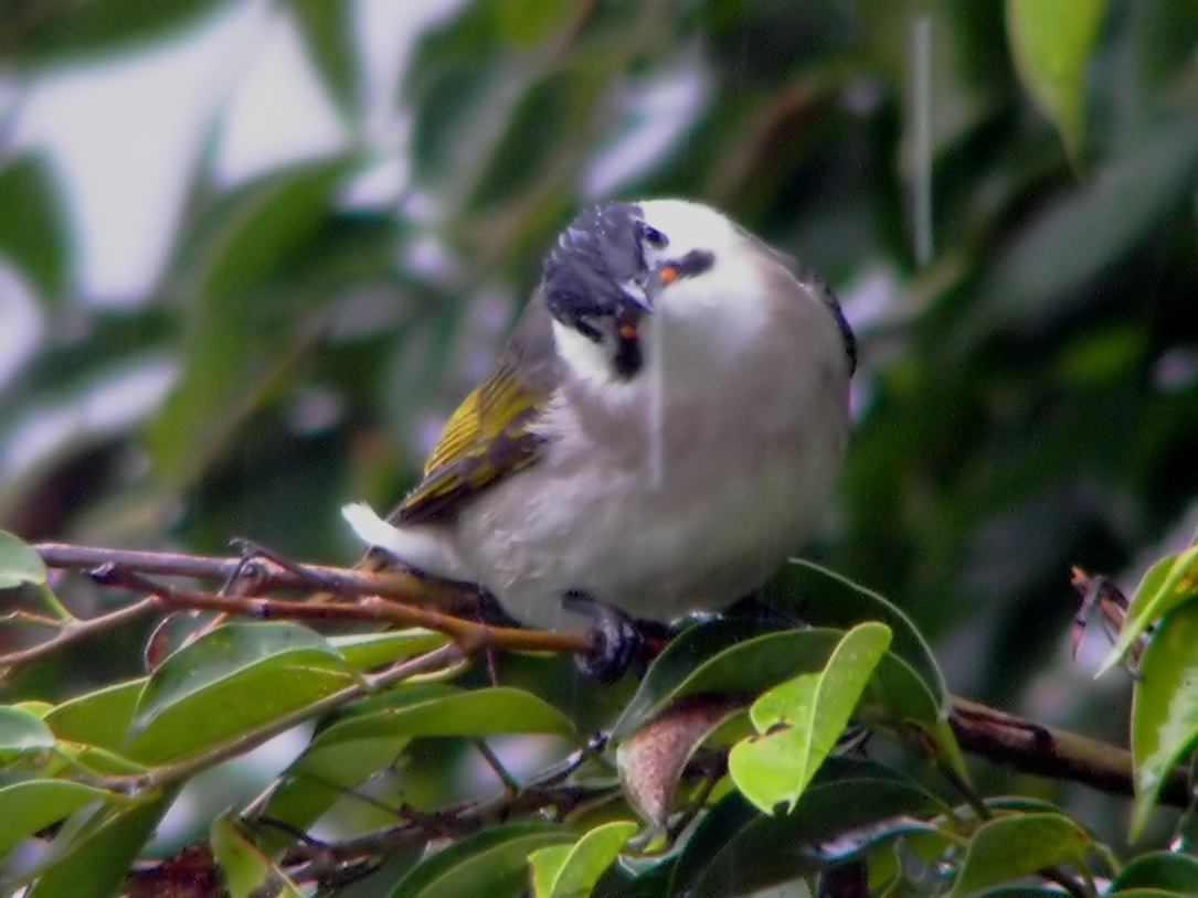 Styan’s Bulbul