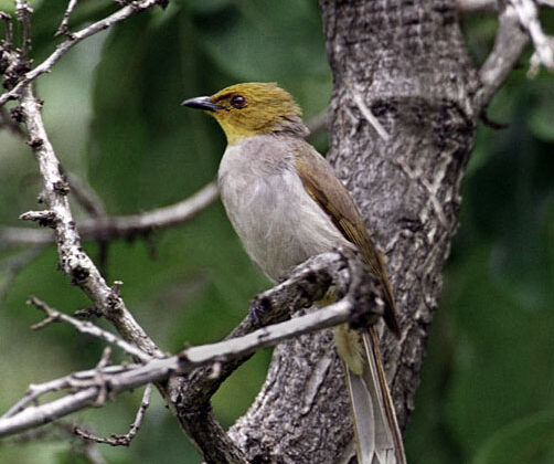 Yellow-throated Bulbul