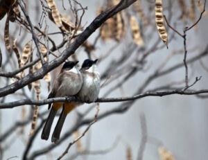 Brown-breasted Bulbul