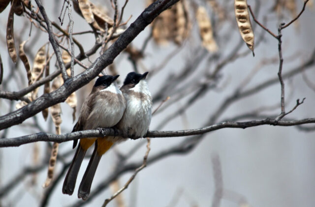 Brown-breasted Bulbul