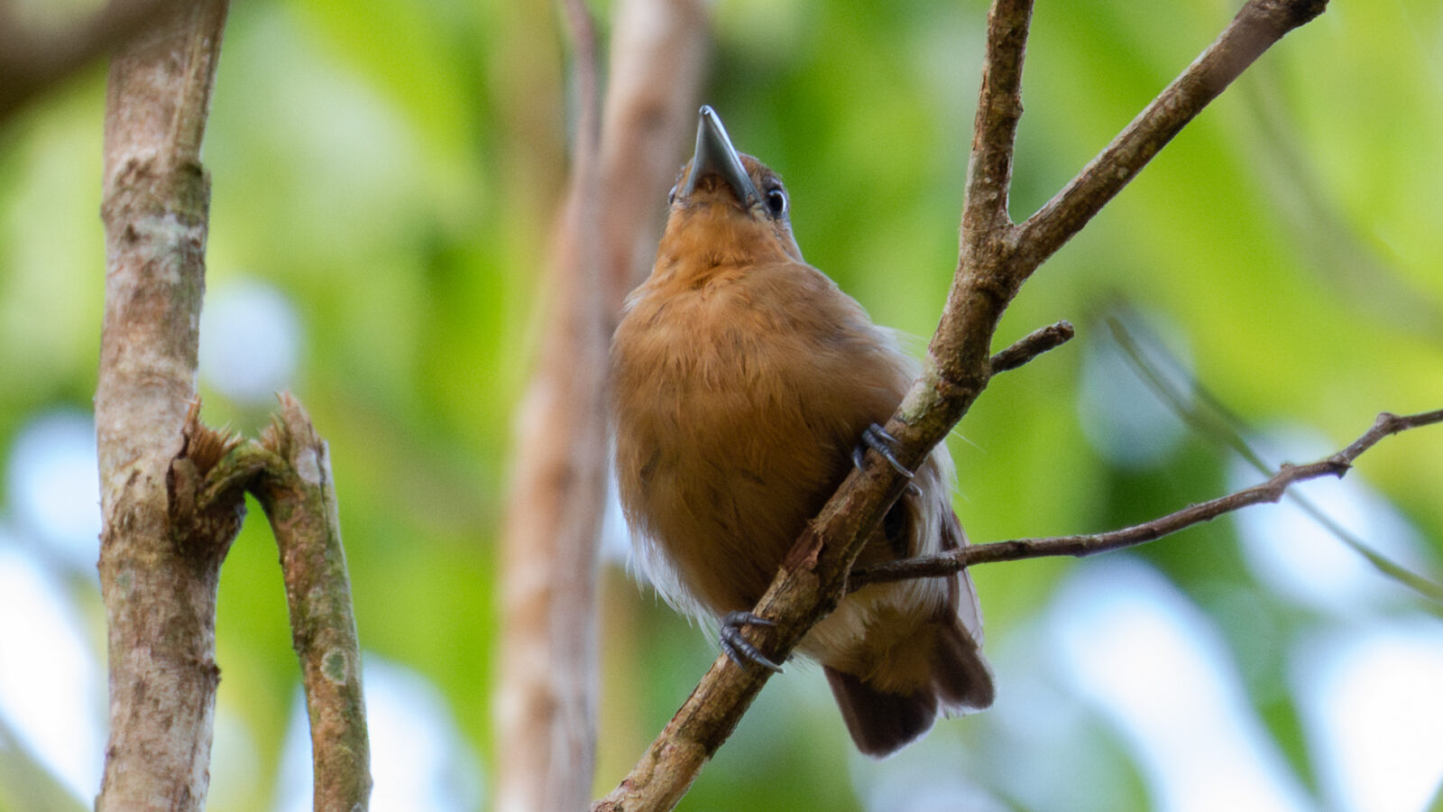 Spot-winged Antshrike