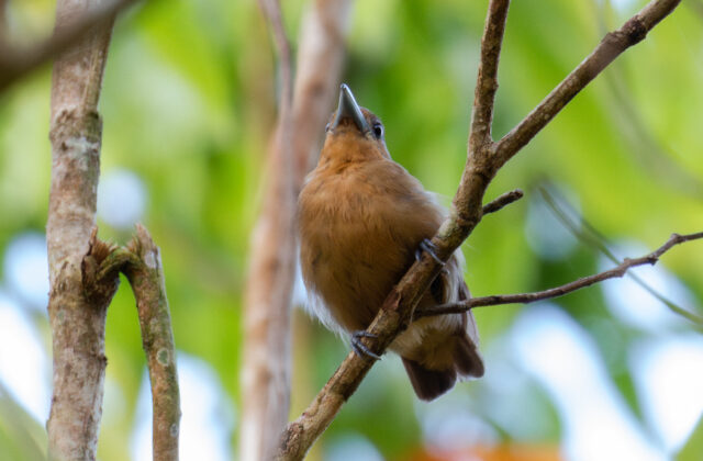 Spot-winged Antshrike