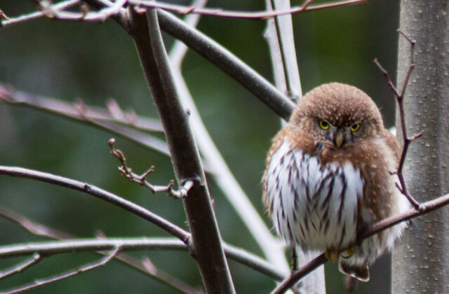 Northern Pygmy Owl