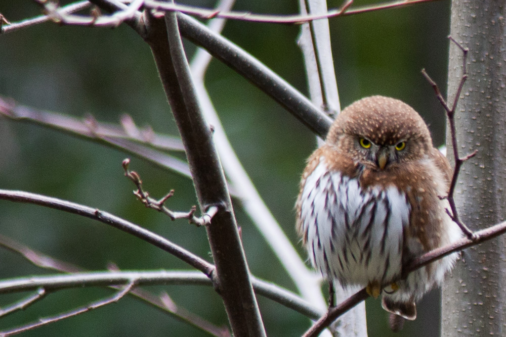 Northern Pygmy Owl
