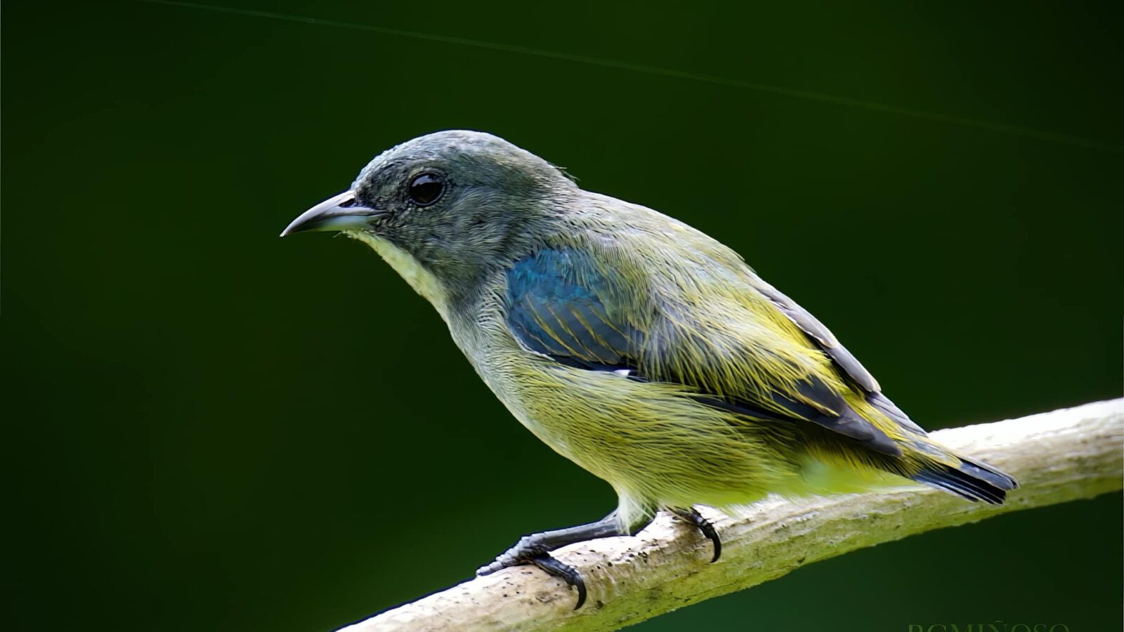 Pygmy Flowerpecker