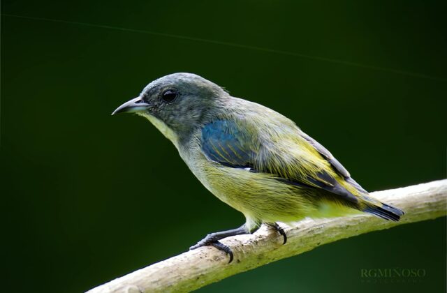 Pygmy Flowerpecker