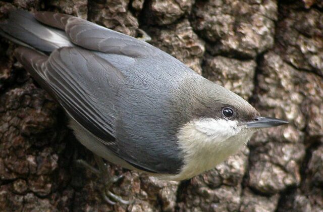 Pygmy Nuthatch