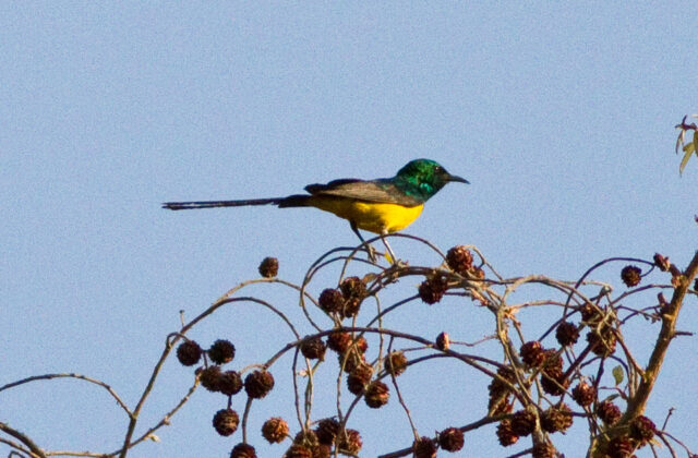 Pygmy Sunbird