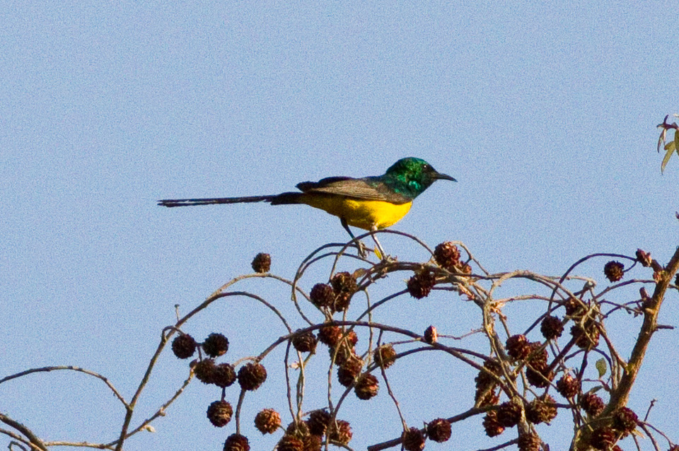 Pygmy Sunbird
