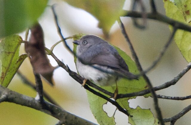 Pygmy Bushtit