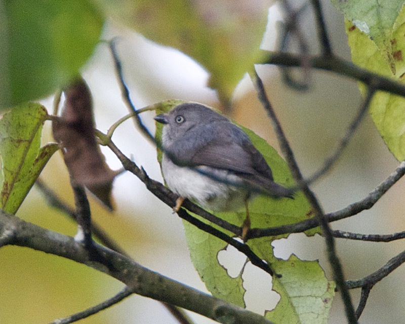 Pygmy Bushtit