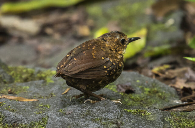 Pygmy Cupwing