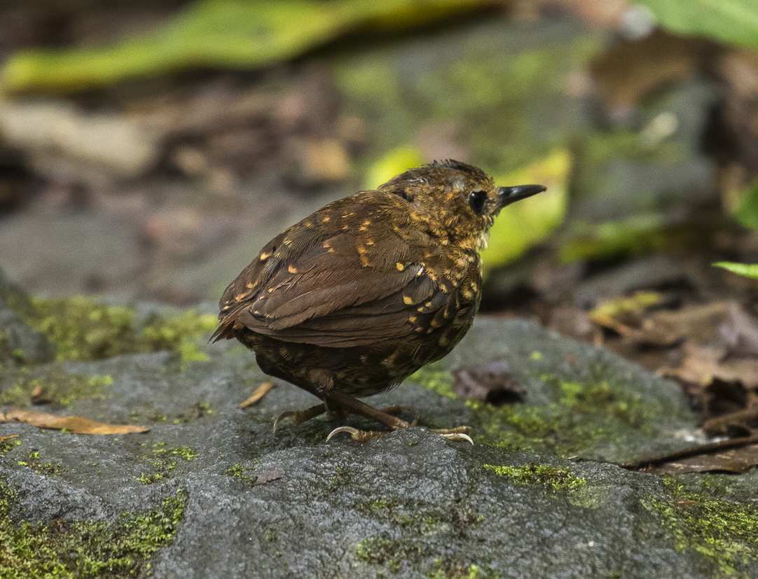 Pygmy Cupwing