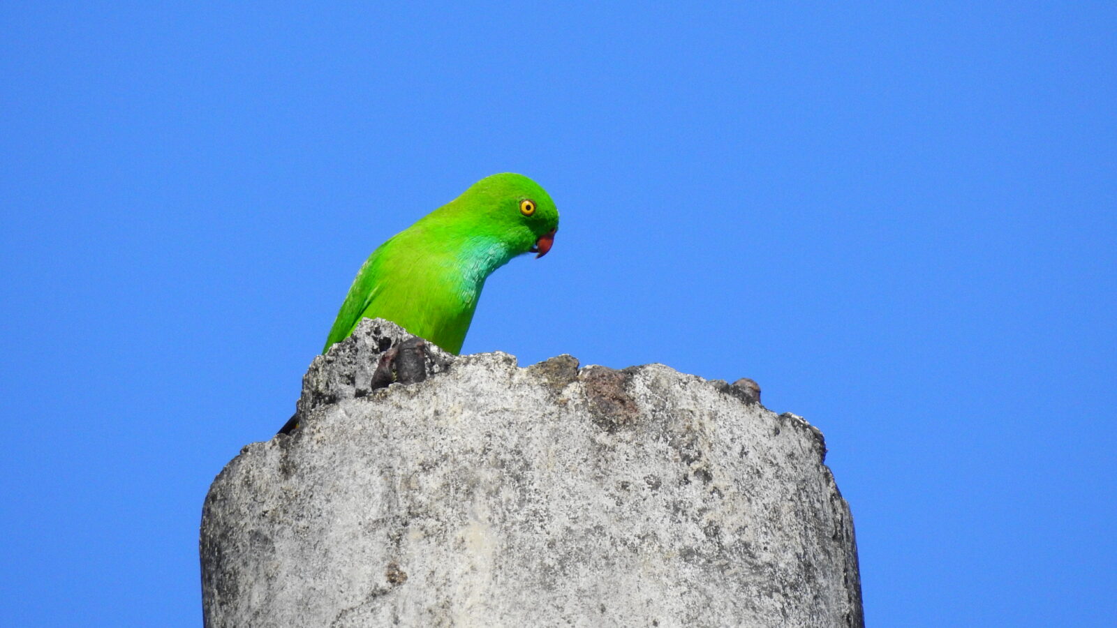 Pygmy Hanging Parrot
