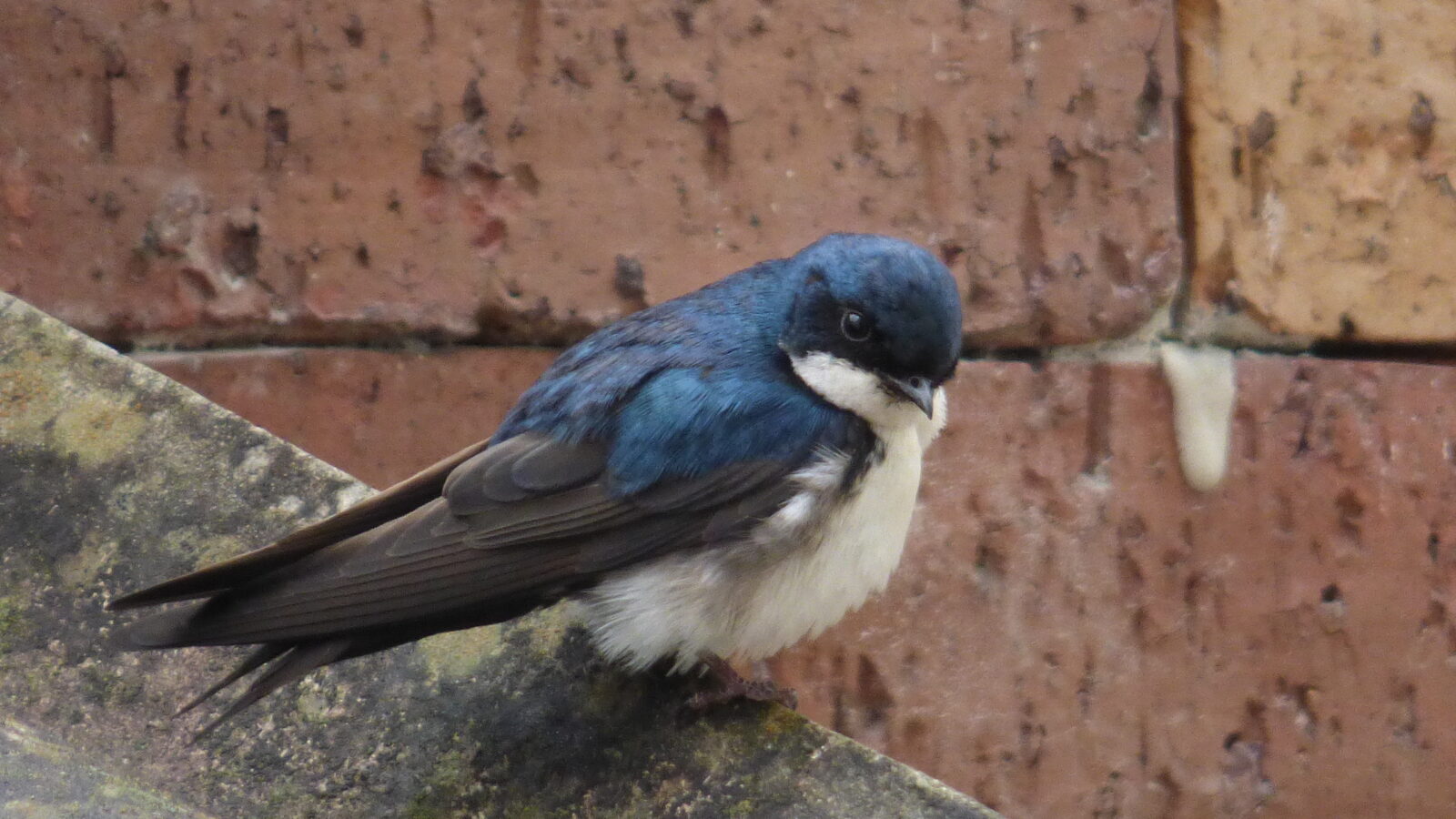 Blue-and-white Swallow