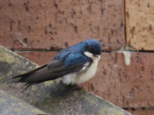 Blue-and-white Swallow