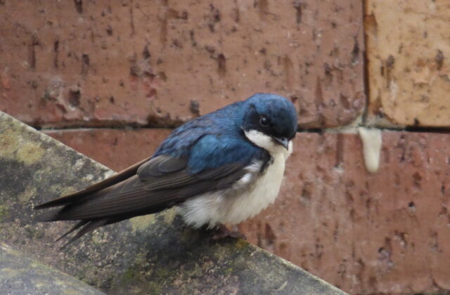 Blue-and-white Swallow