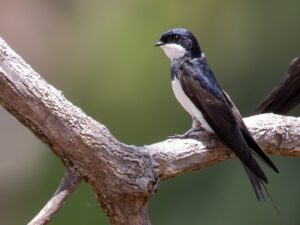 Black-collared Swallow