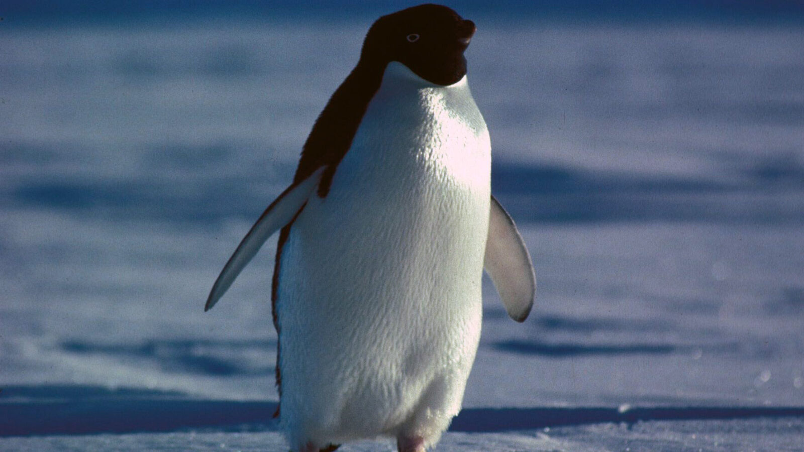 Adelie Penguin
