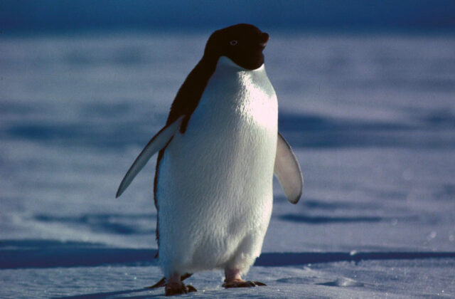 Adelie Penguin
