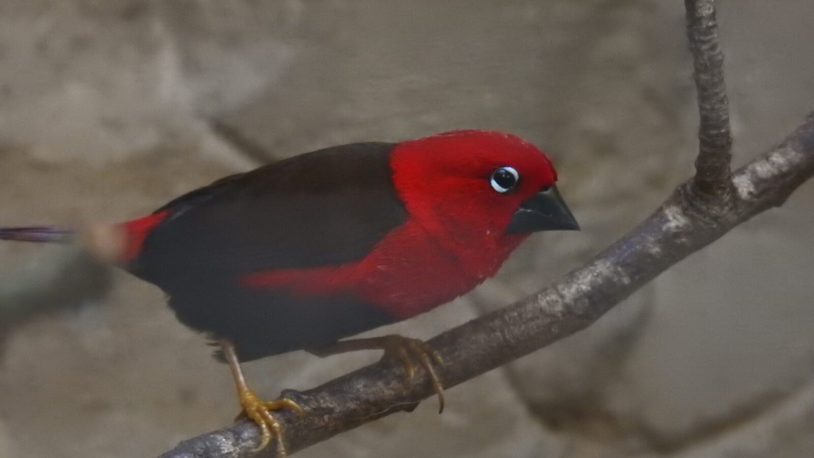Crimson Seedcracker