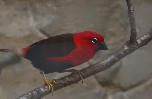 Crimson Seedcracker