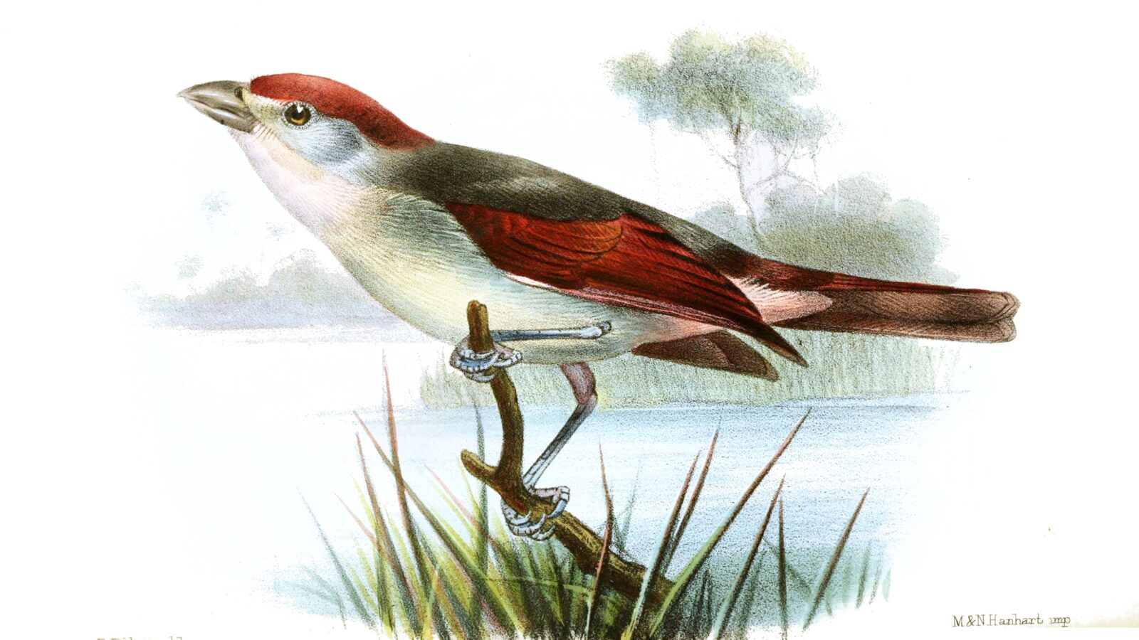 Rose-throated Tanager