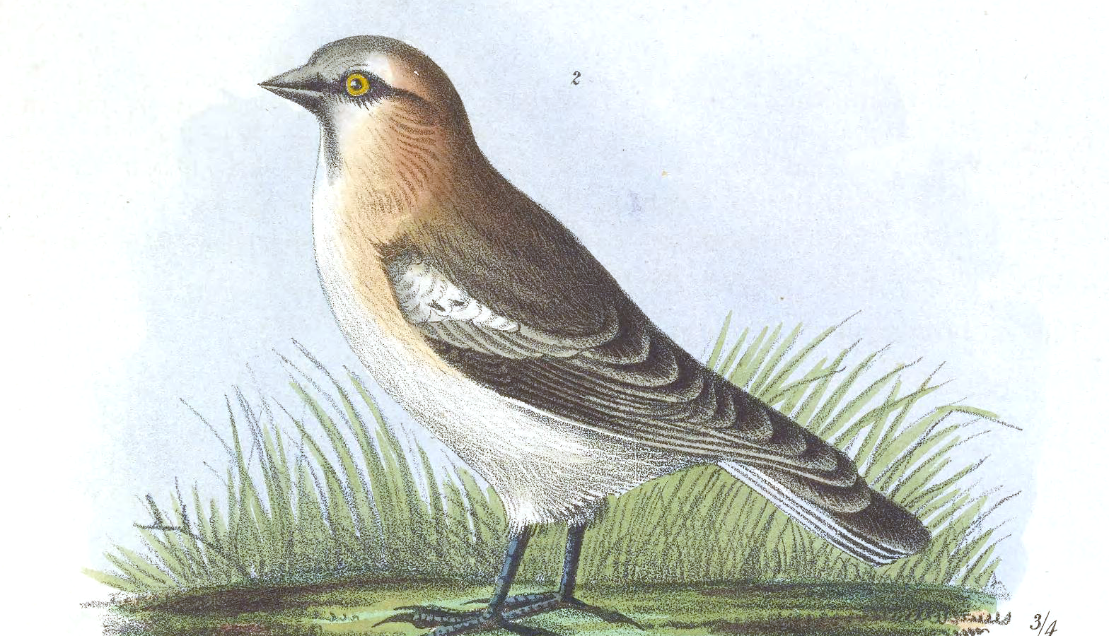 Rufous-necked Snowfinch