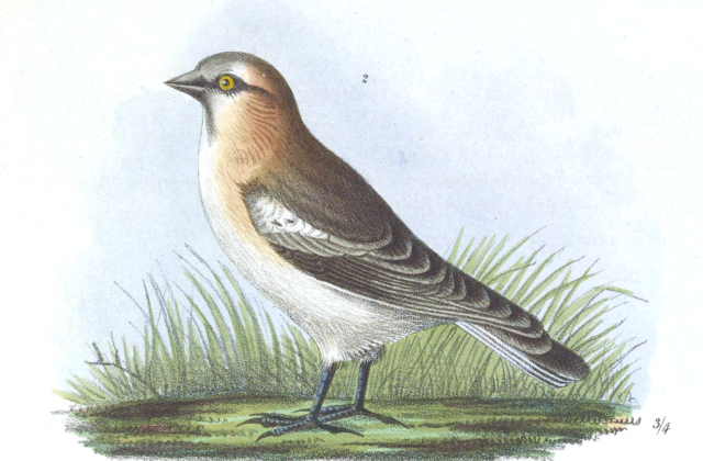 Rufous-necked Snowfinch