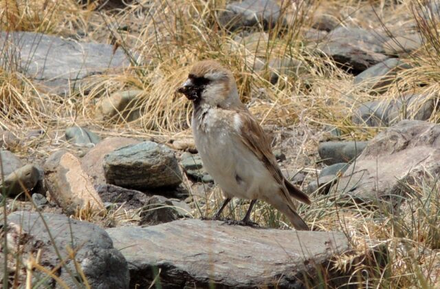 Pere David’s Snowfinch