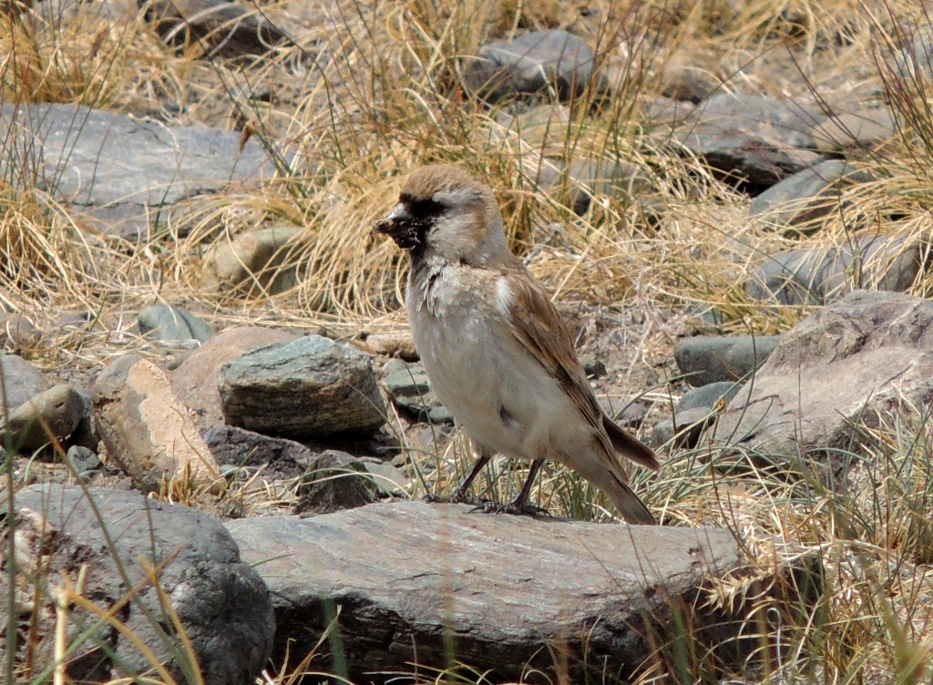 Pere David’s Snowfinch