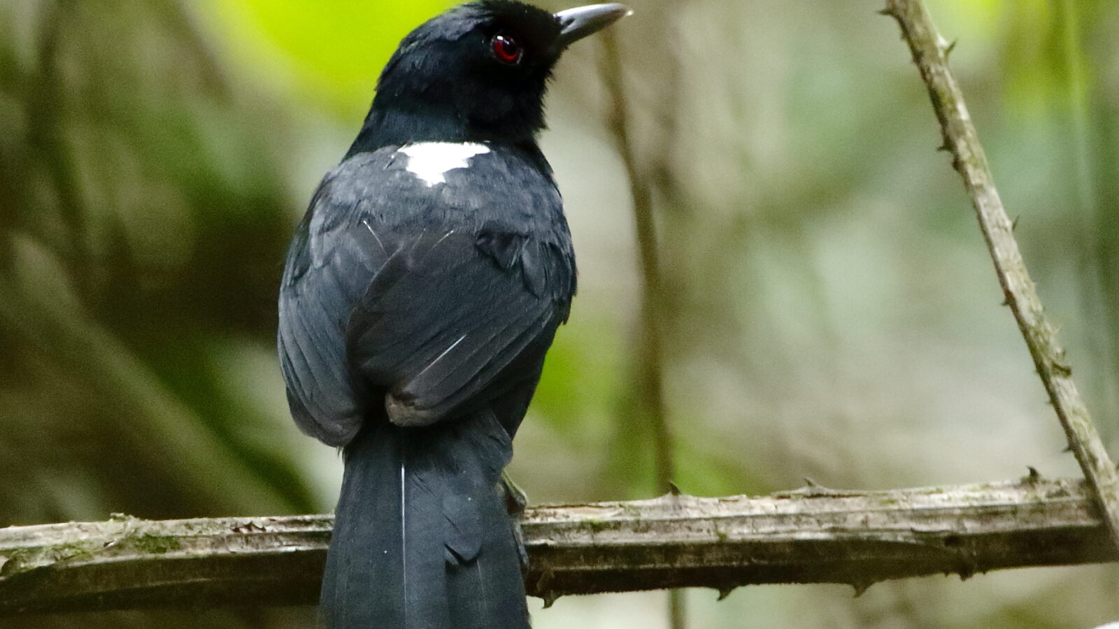East Amazonian Fire-eye