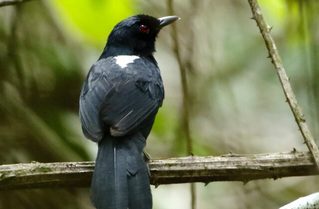 East Amazonian Fire-eye