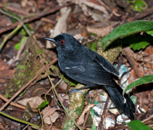 White-shouldered Fire-eye