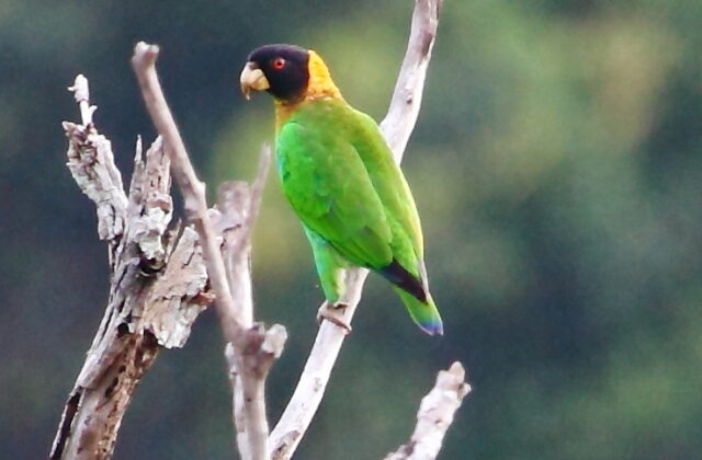 Caica Parrot