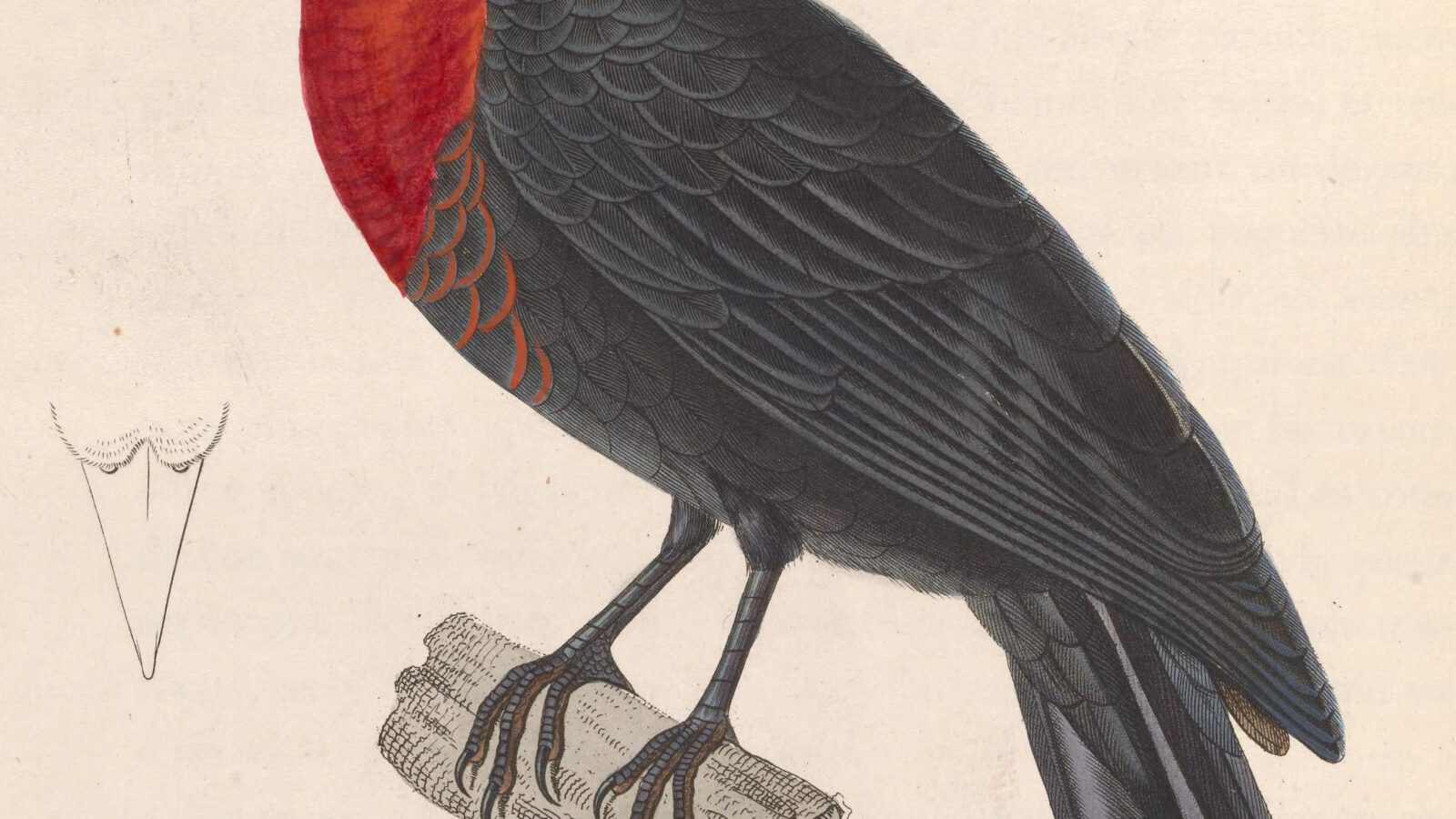 Red-ruffed Fruitcrow