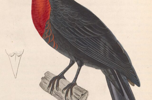 Red-ruffed Fruitcrow