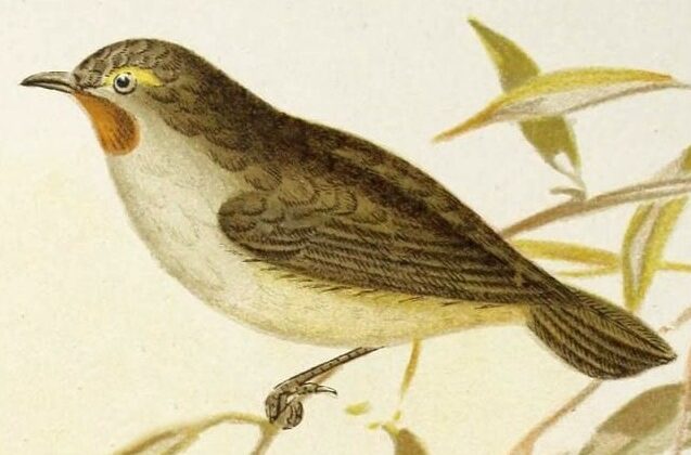 Redthroat