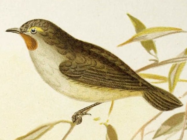 Redthroat