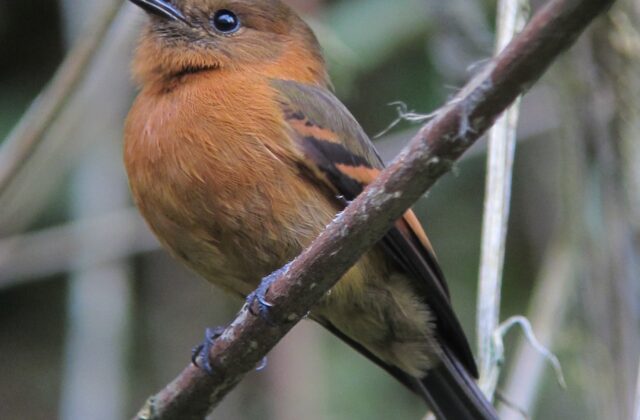 Cinnamon Flycatcher