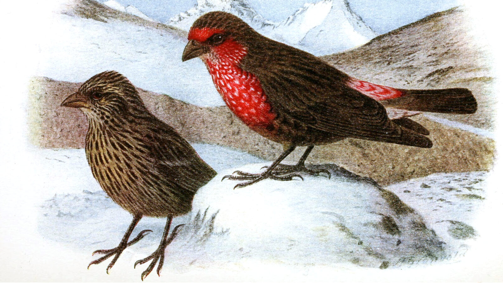 Red-fronted Rosefinch