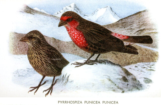 Red-fronted Rosefinch