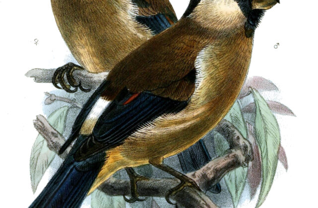 White-cheeked Bullfinch