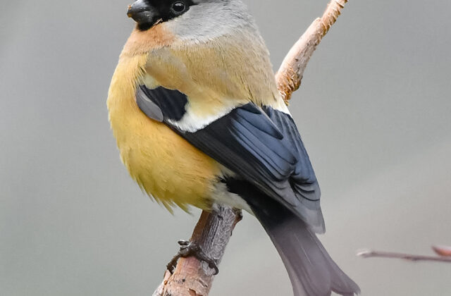 Orange Bullfinch