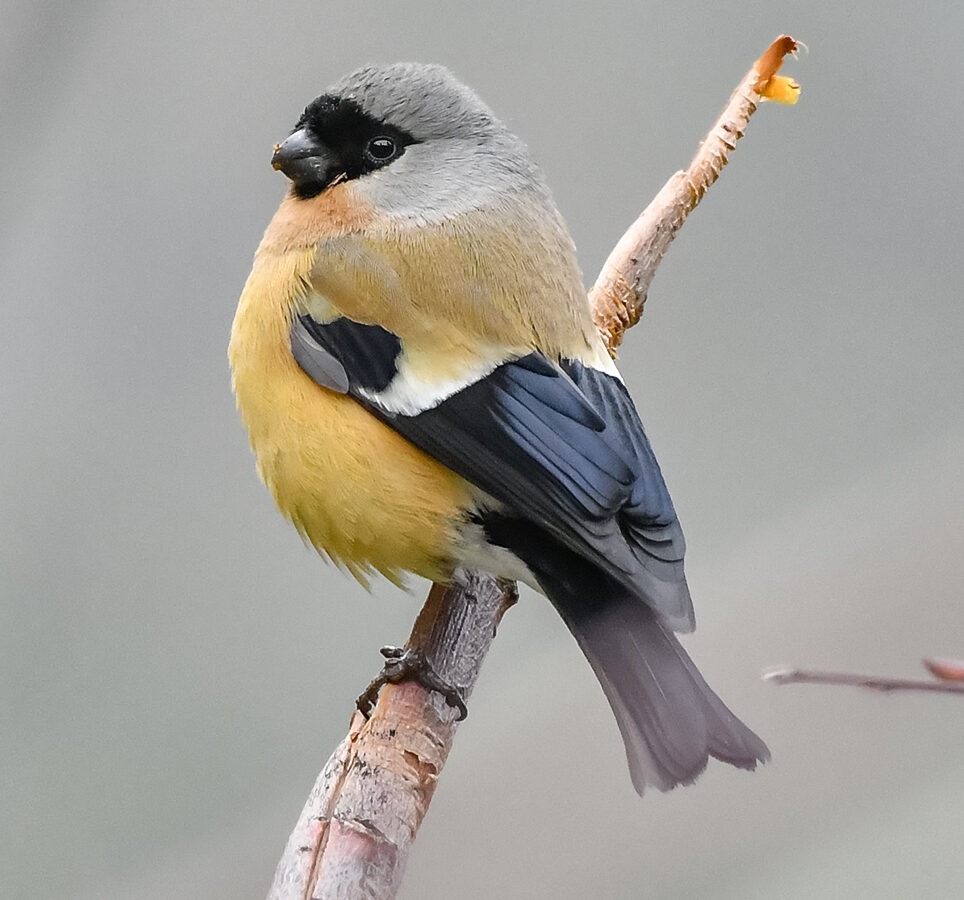 Orange Bullfinch