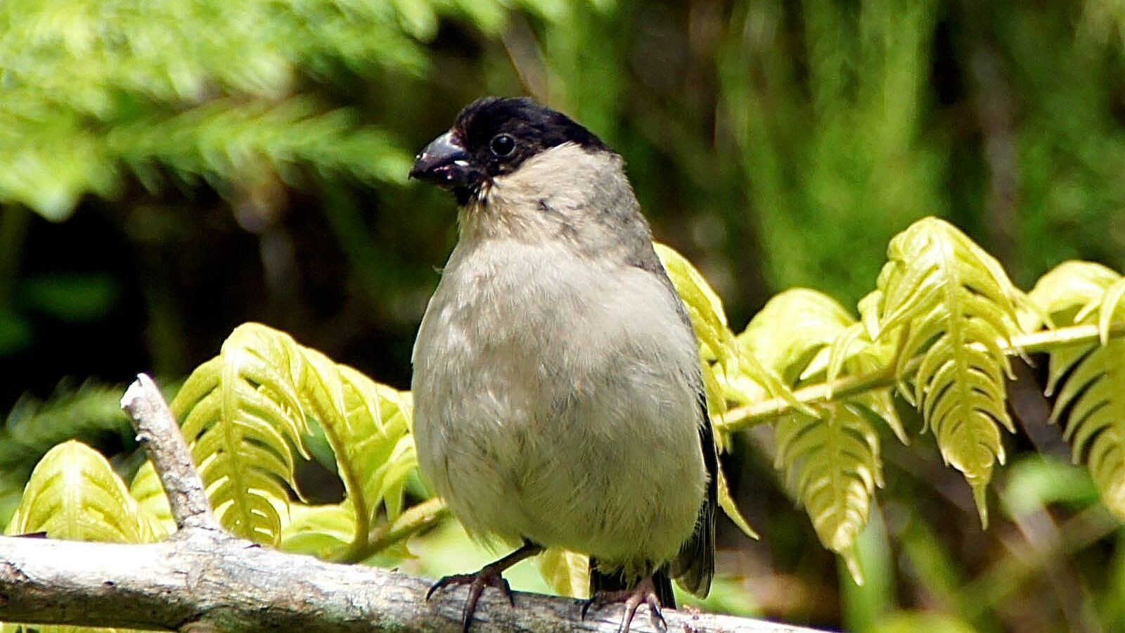 Azores Bullfinch