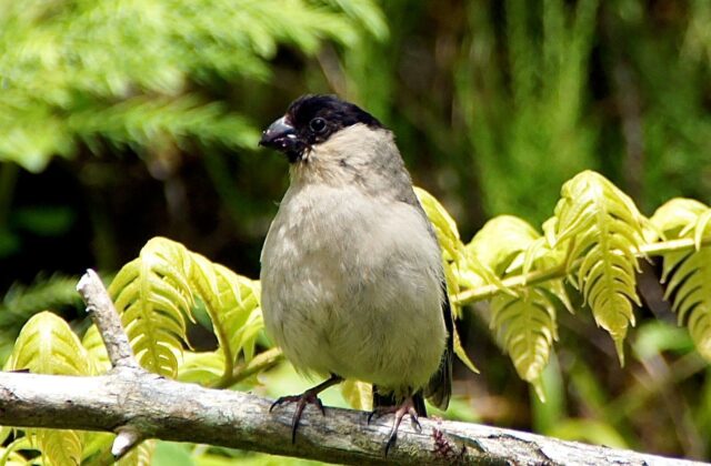 Azores Bullfinch