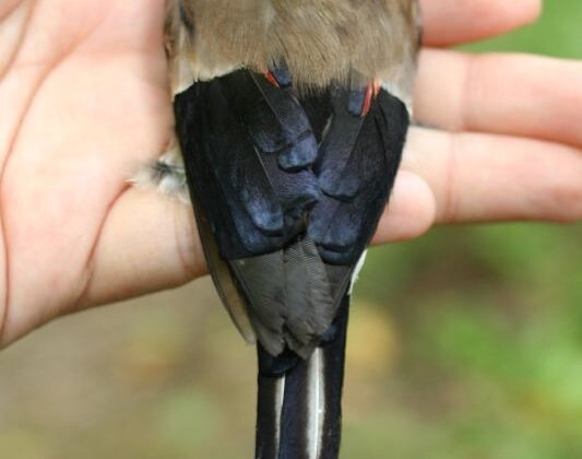 Brown Bullfinch